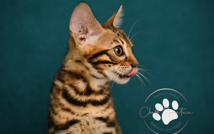 Bengal kitten for sale